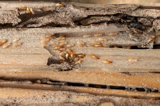 Best Commercial Pest Control Services  in Kellyville, OK